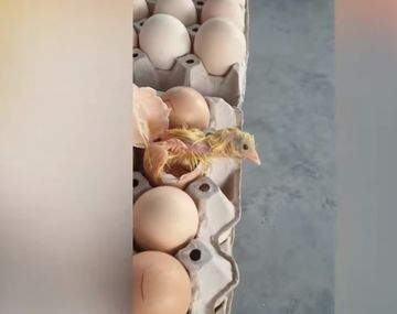 Tailandia: un pollito se volvió viral al sorprender con su nacimiento a una vendedora de huevos