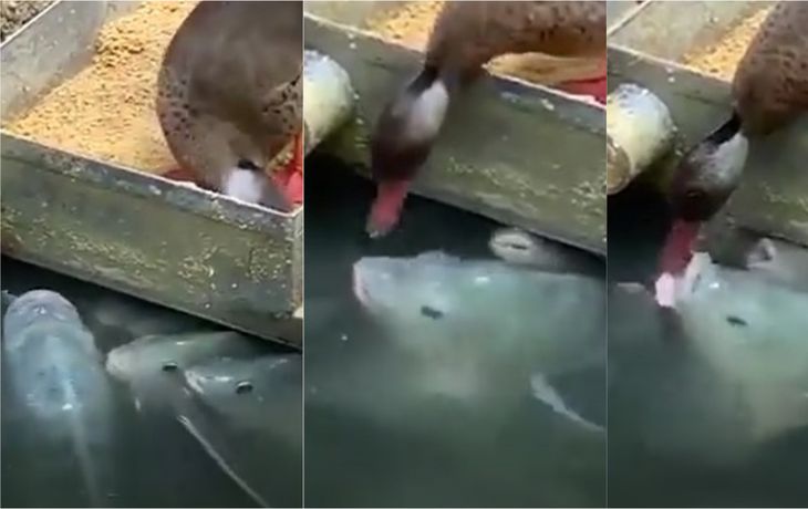 VIDEO: Un pato solidario se dedicó a alimentar peces hambrientos