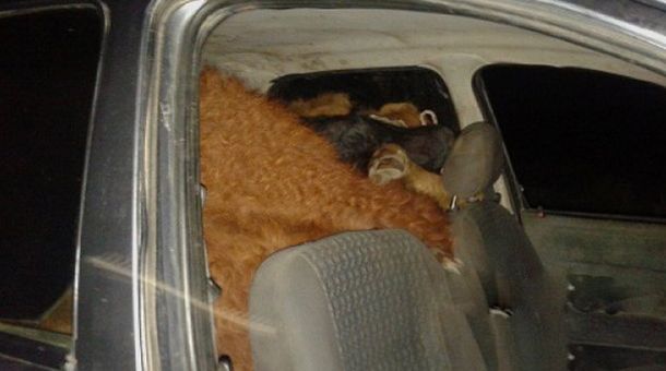 Insólito: quisieron robarse seis terneros en un Corsa