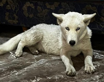 Entraron a allanar por droga y se encontraron un lobo blanco atado a un caño