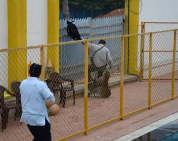 Un leopardo suelto dejó tres heridos