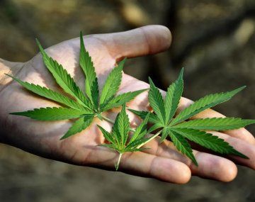 Día Internacional de la Marihuana: qué significa el código 420