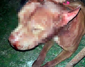 Perra se metió en casa de vecino y la lastimaron 