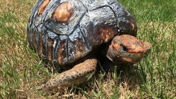 una tortuga perdio su caparazon y le hicieron uno con una impresora 3d una tortuga perdio su caparazon y le hicieron uno con una impresora 3d