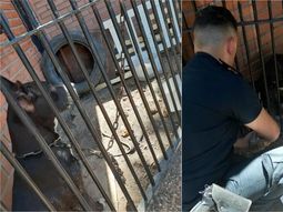 Denunciaron el abandono de cuatro perros, dos de ellos cachorritos, sin agua ni comida