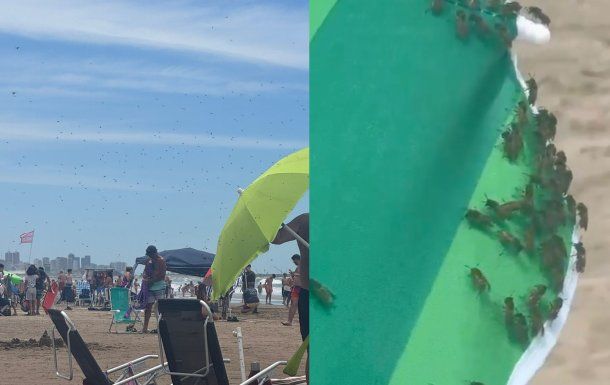 Video: invasión de avispas en una playa de Mar del Plata