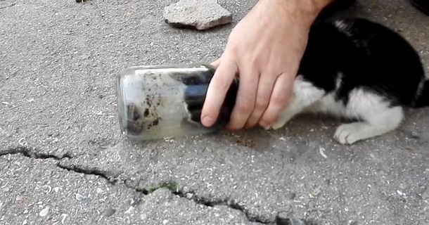 VIDEO: Salvan a un gato que quedó atrapado en un frasco de vidrio