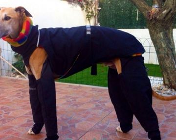 Cómo ponerle pantalones un perro