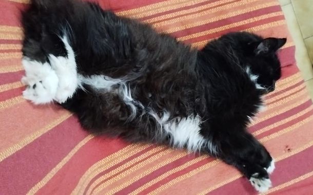 Gatos: cuántos días se puede dejar solo a los felinos