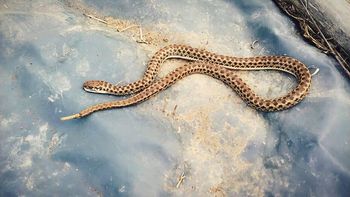 Serpiente cascabel hallada en Neuquén Serpiente cascabel hallada en Neuquén