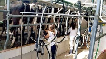 para los tamberos, la leche esta barata para los tamberos, la leche esta barata