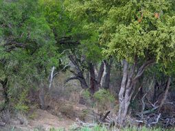 ¿tenes buena vista? encontra a los leopardos ¿tenes buena vista? encontra a los leopardos