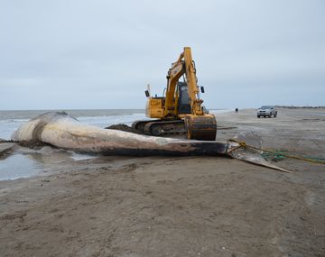 Hallaron muerta una ballena de 16 metros en San Clemente  