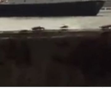 Cucarachas escapan del tifón Hato en Macao