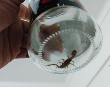 Alarma en Palermo por la aparición de un alacrán en una casa: qué recaudos tomar