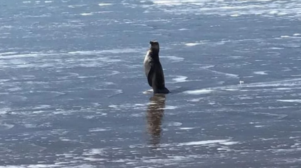 Un pingüino en Mar del Plata. Foto: 0223