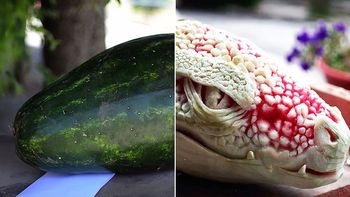 mira la metamorfosis de una sandia mira la metamorfosis de una sandia