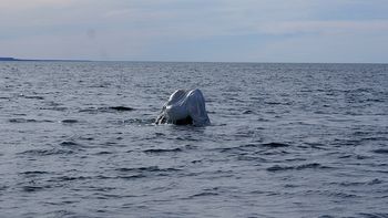 logran rescatar en chubut a ballena que se enredo con una bolsa de arpillera logran rescatar en chubut a ballena que se enredo con una bolsa de arpillera