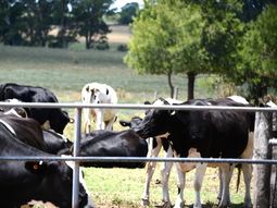 Arabia Saudita autorizó la importación de leche y subproductos lácteos desde Uruguay. Arabia Saudita autorizó la importación de leche y subproductos lácteos desde Uruguay.