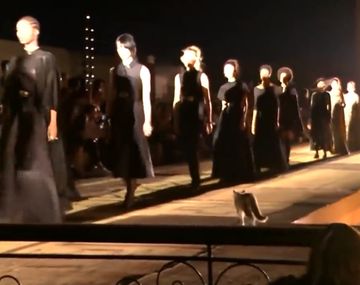 Con estilo: un gato se metió en una pasarela