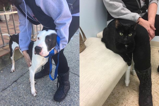 Un perro y un gato logran sobrevivir tras meses de encierro