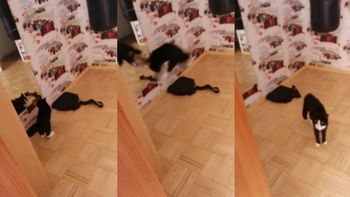 la batalla entre un gato y su reflejo la batalla entre un gato y su reflejo