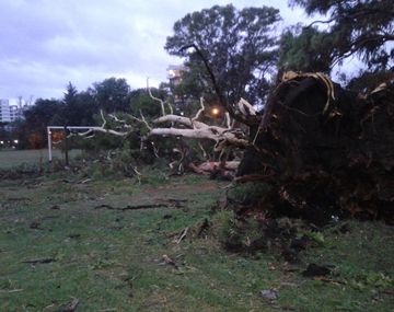 Un vigilante murió aplastado por un árbol - Imagen ilustrativa - Crédito:&nbsp;@Pepo_Rodriguez&nbsp;