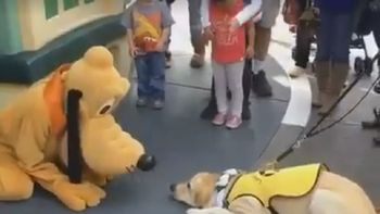 viral del dia: mira la tierna reaccion de un perro guia cuando conocio a pluto viral del dia: mira la tierna reaccion de un perro guia cuando conocio a pluto
