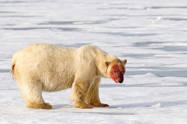 Una manada de osos polares cercó a científicos rusos