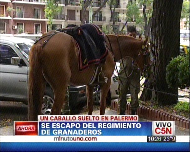 Se escapó un caballo del Regimiento de Granaderos