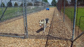 cruzan perros con lobos y crean nueva especie para vigilar a los presos cruzan perros con lobos y crean nueva especie para vigilar a los presos