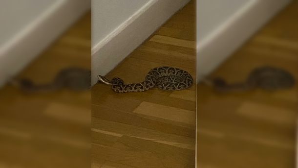 Rosario: apareció una yarará en un departamento