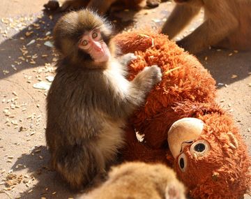 Punch no es el único: quién es Raquel