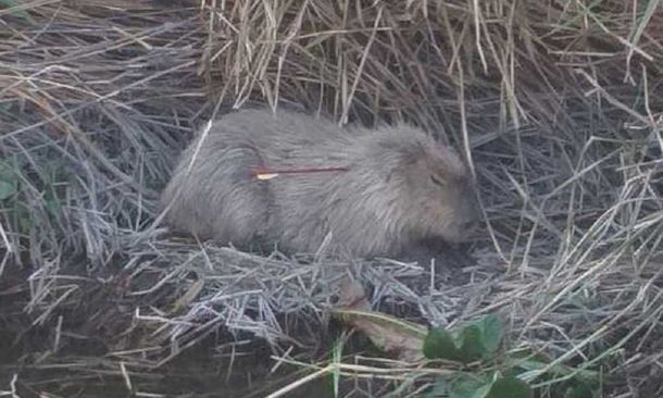 Encontraron un carpincho con el cuello atravesado por una flecha: lo atacaron por diversión