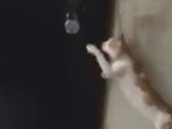 VIDEO: Conocé al gato más educado del mundo