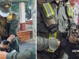 Formosa: detuvieron a una pareja que llevaba cinco monos escondidos en una camioneta