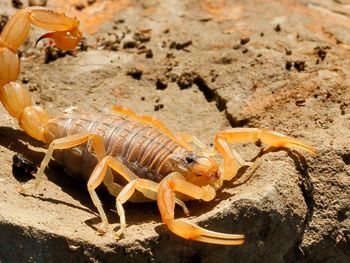 Ya encontraron nueve alacranes en la Ciudad