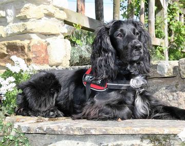 Molly, la única perra en el mundo entrenada para rescatar gatos