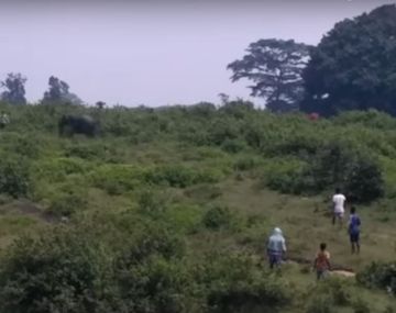 Se quiso tomar una foto con un elefante, pero el animal lo pisó y lo mató