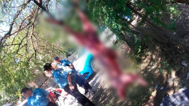 Un puma fue despellejado y atado a un árbol en Neuquén