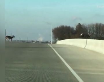 Ciervos saltan desde un puente hacia una muerte segura al escapar asustados