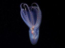 Científicos del Conicet descubrieron 40 nuevas especies en el cañón submarino Mar del Plata