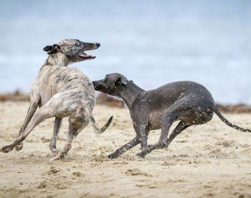 Día Mundial del Galgo: por qué se celebra el 1 de febrero