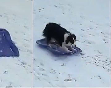 Un perro subió un trineo en una loma y se deslizó por la nieve