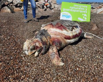 Inusual hallazgo: encontraron el cadáver de una tortuga marina de 90 kilos en la playa