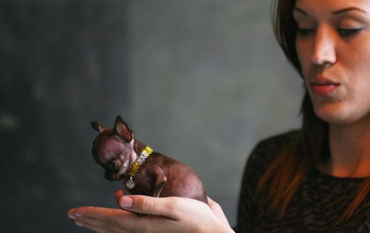chihuahua