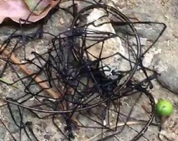 Ésto es lo que dicen que sería un alien