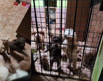 Rescataron a 17 caniches de un criadero ilegal en Liniers