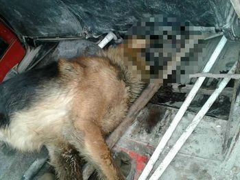 El perro al que dejaron morir yaciendo junto al comercio