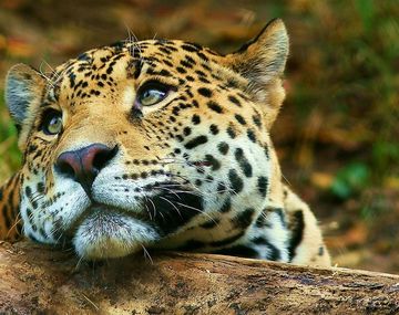 El yaguareté está en peligro de extinción